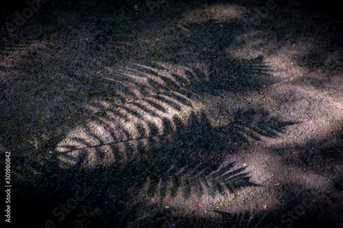 Fern shadow in Monti palace gardens, Funchal, Madeira, Portugal, Europe © Snapvision