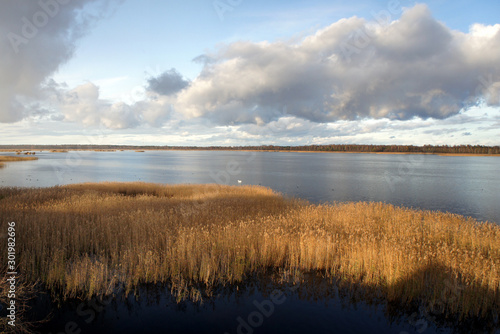 Autumn in Latvia. Reed on Lake Kanieris. © valerijs