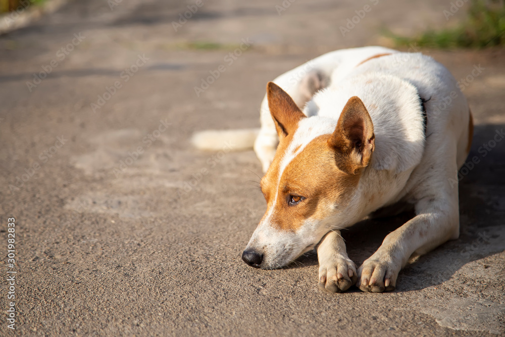 The brown Thai dog is sleeping on the cement floor in the morning to get warm from the sun.The white dog was lying on the floor and was sad. The brown Thai dog is sleeping on the cement floor in the morning to get warm from the sun.The white dog was lying on the floor and was sad.