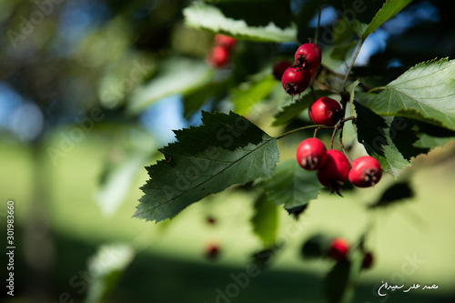 Holly and red berries
