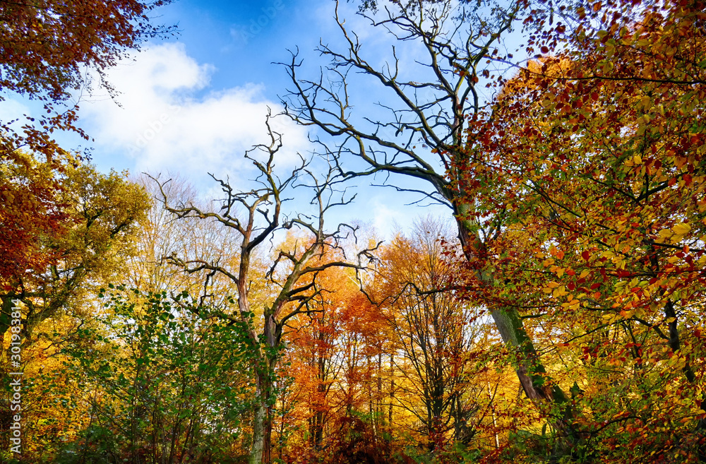 Herbstfarben in einem Urwald in Nordhessen