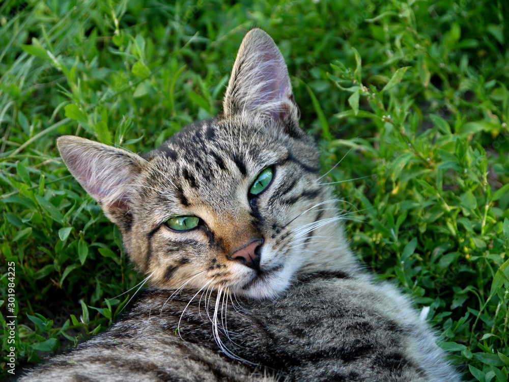 Fototapeta premium The cat is resting on the grass. Pleased facial expression.