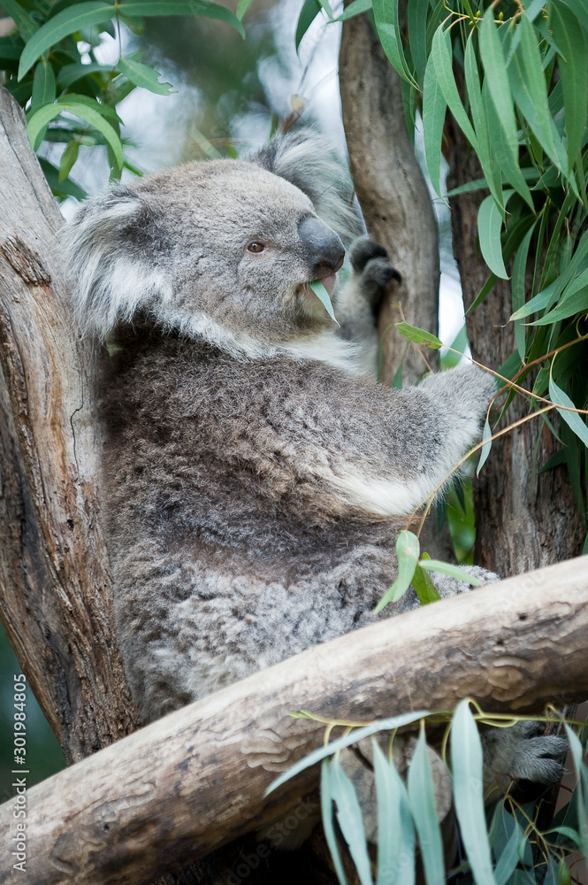 Obraz premium Wild koala, eating eucalyptus leaves whilst perched in a tree.
