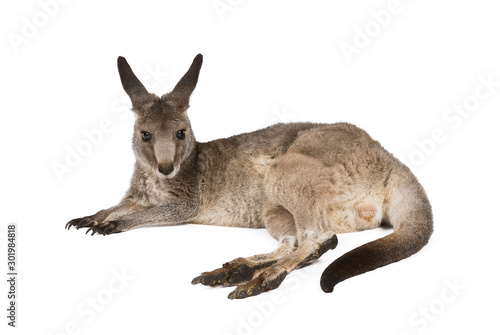 Eastern Grey joey kangaroo isolated on white background.