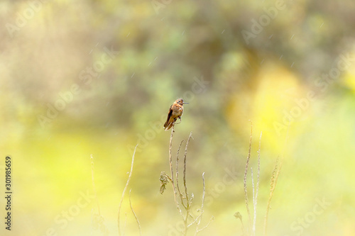 Rayo de sol acanelado (Aglaeactis cupripennis)