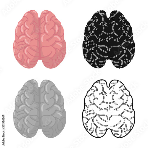 Isolated object of cerebrum and hemisphere sign. Graphic of cerebrum and gyri vector icon for stock.