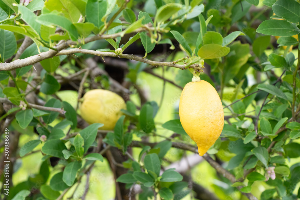 Yellow color of fresh lemon with leaf background