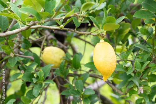 Yellow color of fresh lemon with leaf background