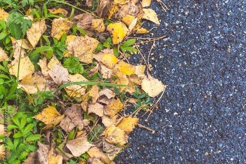 Birch yellow leaves fallen from tree lie on asphalt road on an autumn day.