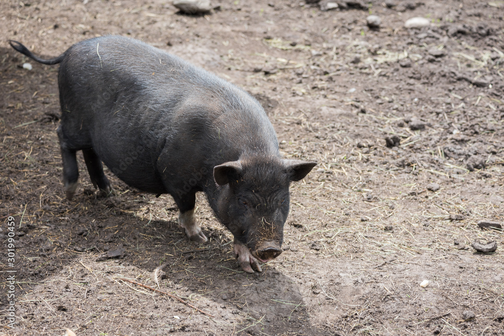 Little black pig walks in corral on farm. Little black pig walks in corral on farm.