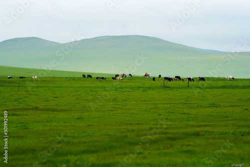 Autumn grassland scenery of hulunbuir, Inner Mongolia, China