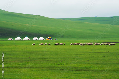 Autumn grassland scenery of hulunbuir, Inner Mongolia, China