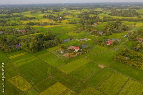Fotografie A ricefield in the Kampot in the south of Cambodia in Cambodia