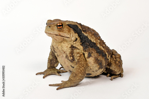 Stachelkröte / Chinesische Stachelkröte (Bufo gargarizans mangshanensis) Asiatic toad / Chusan Island toad photo