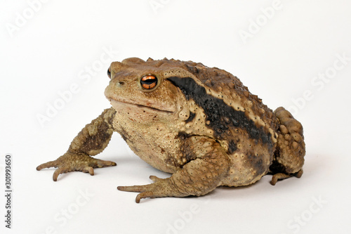 Stachelkröte / Chinesische Stachelkröte (Bufo gargarizans) Asiatic toad / Chusan Island toad