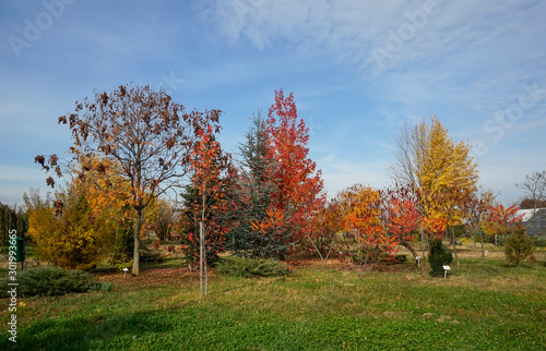 Various species of trees and decorative shrubs specific to the temperate climate in autumn foliage at the botanical garden near Ploiesti   Romania