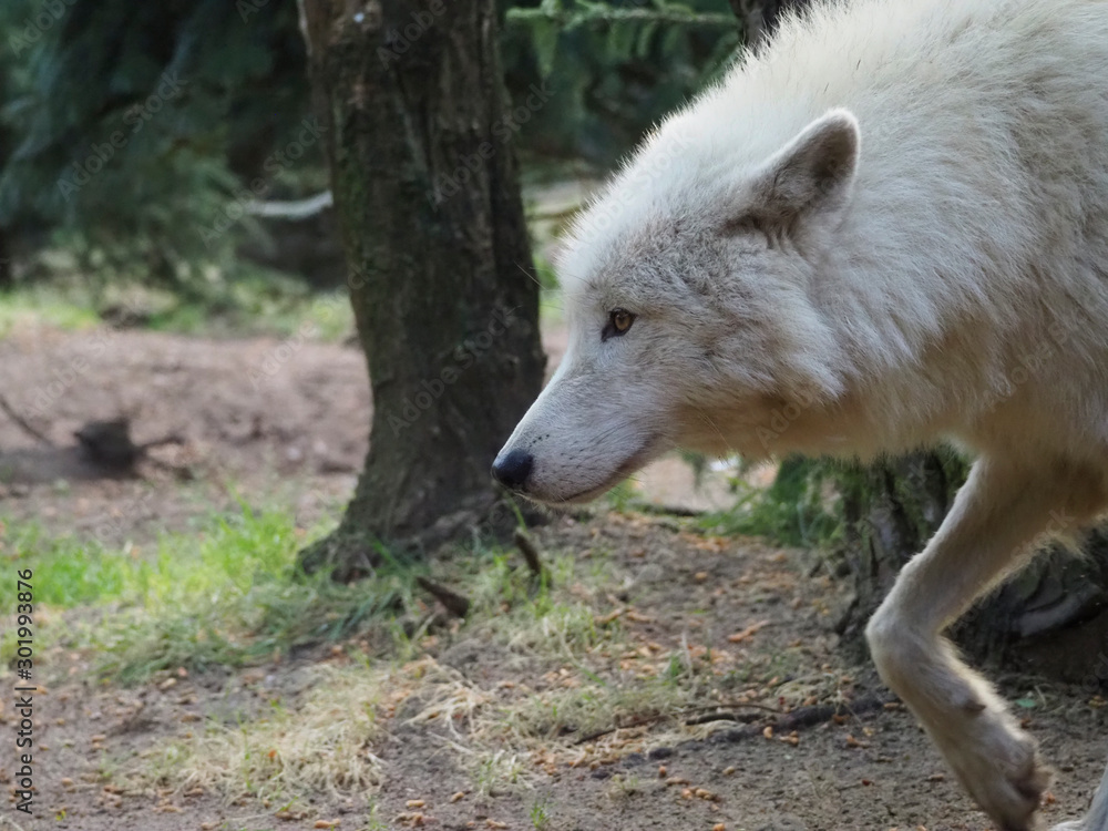 Loup blanc. Canis Lupus. De profil. Loup blanc. Canis Lupus. De profil.