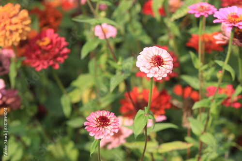 red flowers in garden