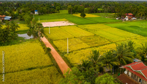 Obraz na plátně A ricefield in the Kampot in the south of Cambodia in Cambodia