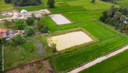 A ricefield in the Kampot in the south of Cambodia in Cambodia