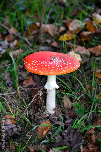 Fly agaric ( Amanita muscaria ) in the forest