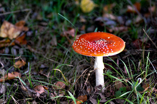 One Fly agaric ( Amanita muscaria ) in the forest