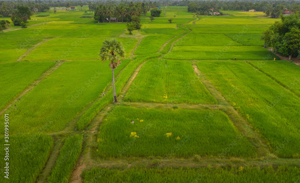 Naklejka premium A ricefield in the Kampot in the south of Cambodia in Cambodia