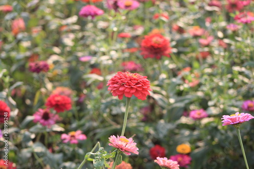 red flowers in garden © 李志强
