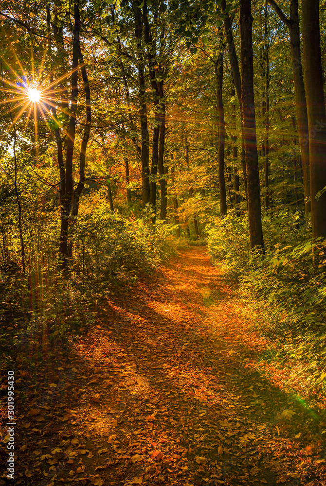 Path in autumn forest landscape with beautiful sunbeams shine through the trees