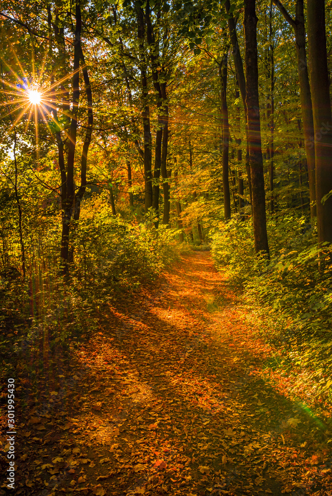 Obraz premium Path in autumn forest landscape with beautiful sunbeams shine through the trees