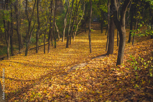 Autumn park landscape - blurred park trees and fallen dry autumn leaves in city park.