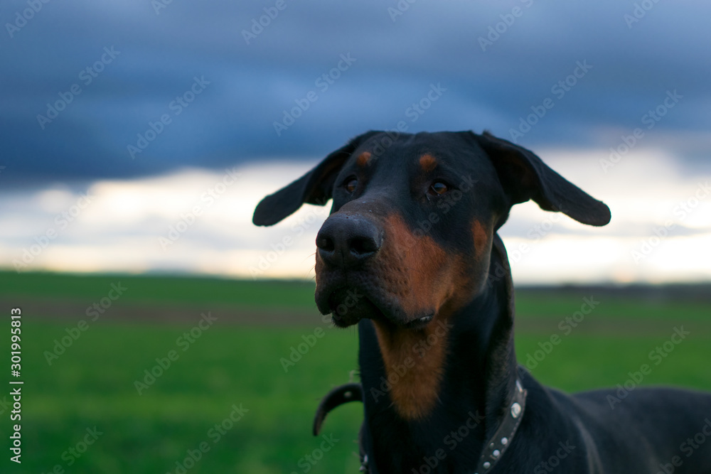 Portrait of a Doberman. The muzzle looks carefully and holds its nose in the wind, sniffing the air. Against the background of a heavy cloud and green field.