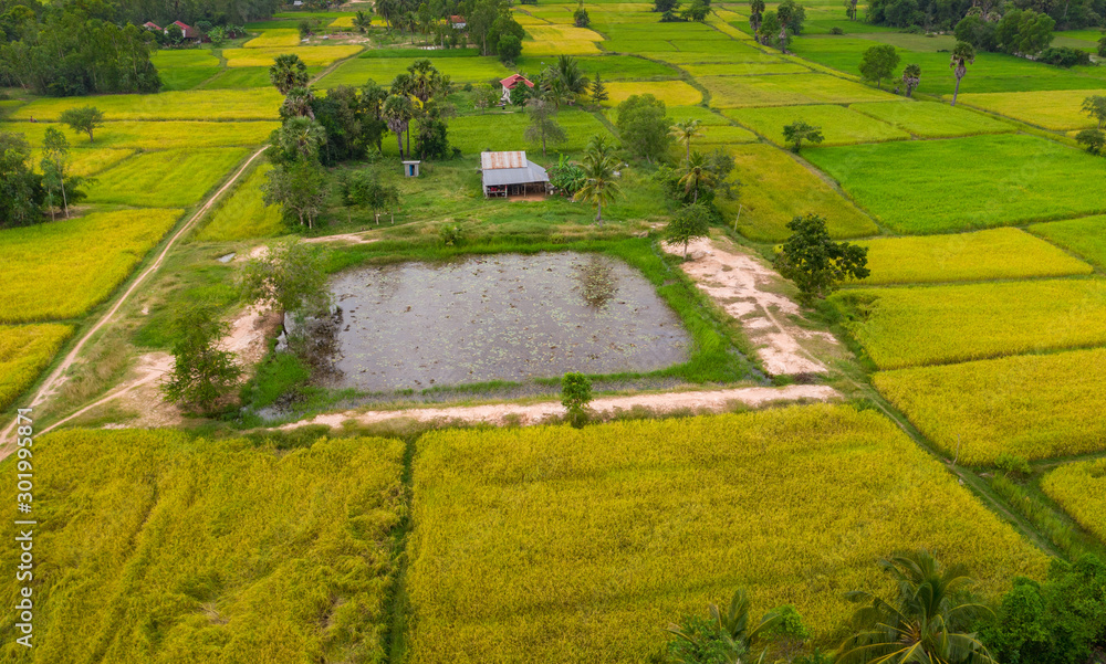 A ricefield in the Kampot in the south of Cambodia in Cambodia