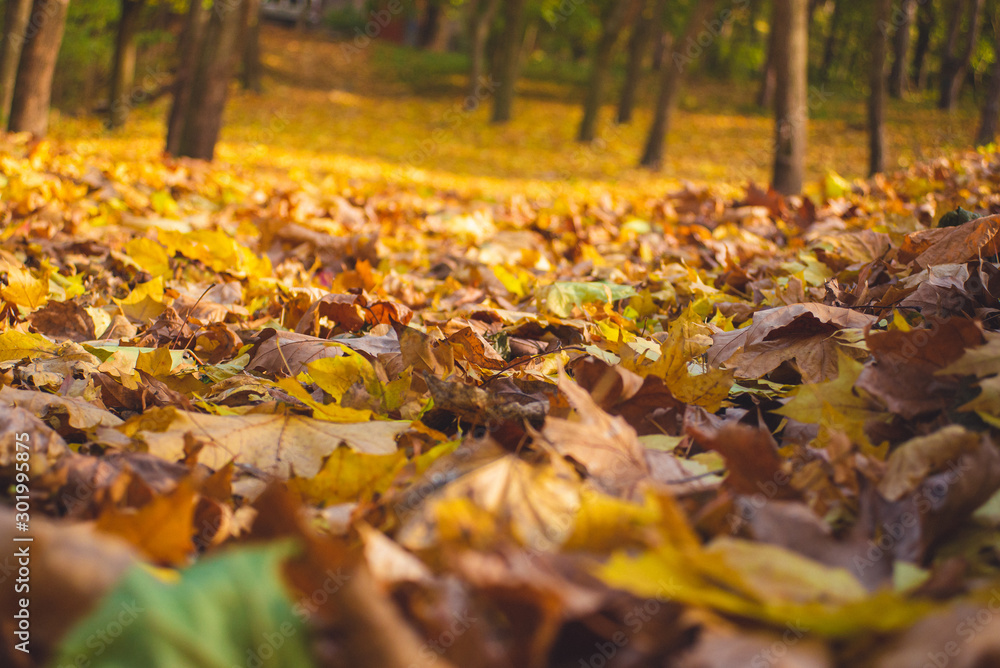 Autumn park landscape - blurred park trees and fallen dry autumn leaves in city park. Autumn park landscape - blurred park trees and fallen dry autumn leaves in city park.