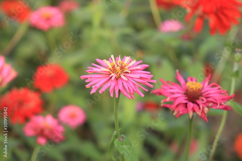 flowers in garden