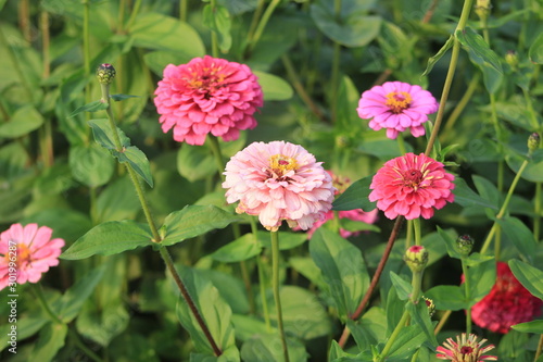 flowers in garden