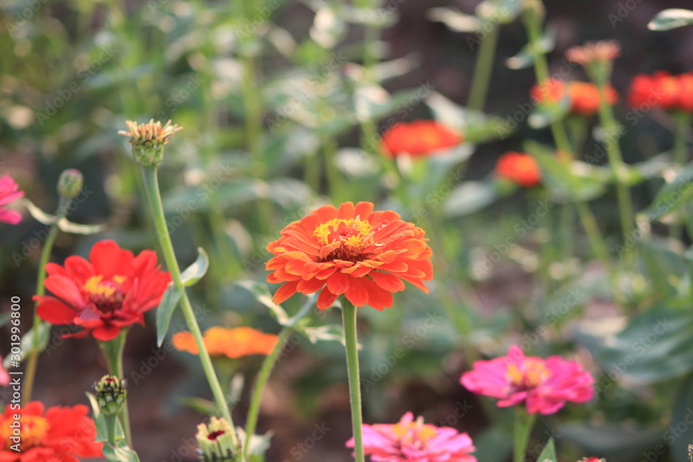 red flowers in the garden