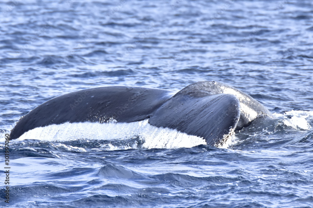 Fototapeta premium 鯨