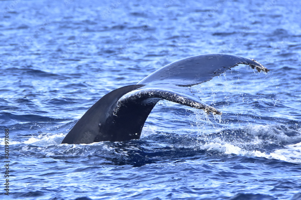 Obraz premium 鯨