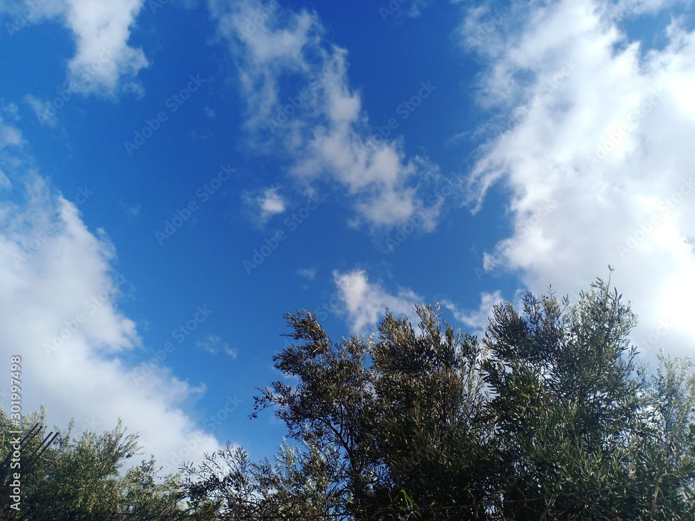 Blue sky with clouds in a sunny day with a branch of olive tree Blue sky with clouds in a sunny day with a branch of olive tree