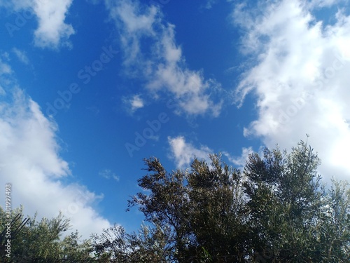 Blue sky with clouds in a sunny day with a branch of olive tree