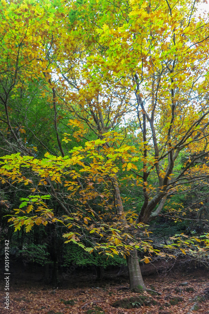 Naklejka premium árvore com folhas amarelas e verdes, paisagem outonal