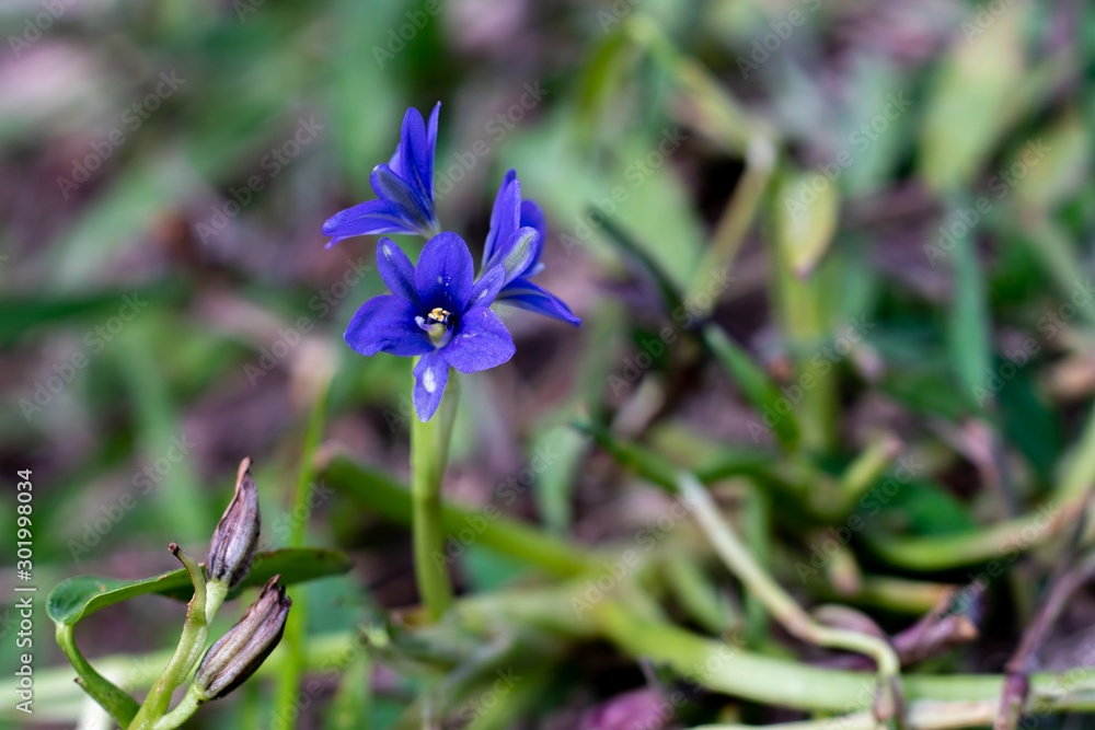 Macro blue flower with blur background Macro blue flower with blur background