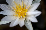 Close up white lotus in the lake, white water lily 