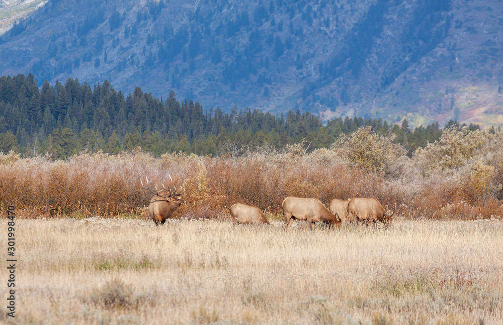 Fototapeta premium Bull Elk With Cows During the Fall rut in Wyoming