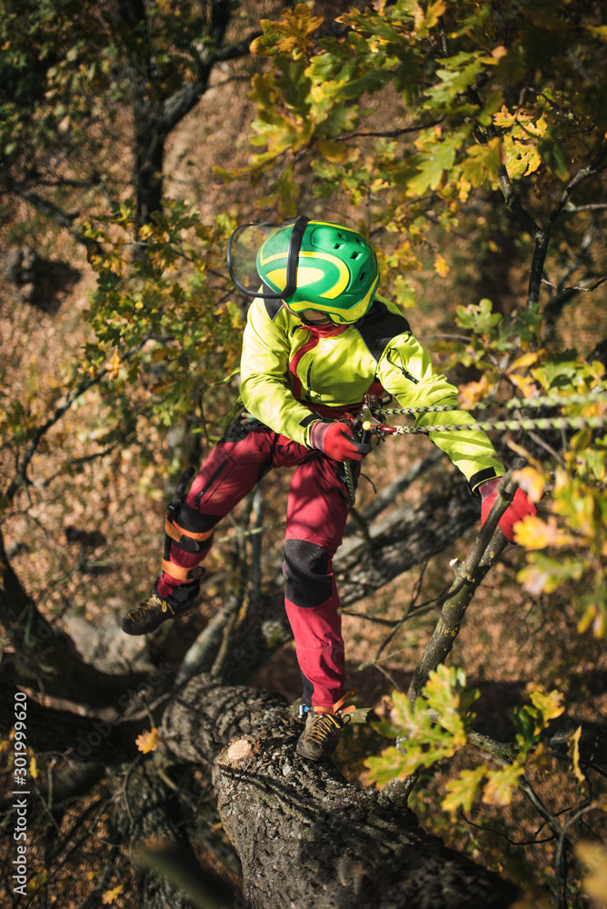 Arborist man cutting a branches with chainsaw and throw on a ground. The worker with helmet working at height on the trees. Lumberjack working with chainsaw during a nice sunny day. 