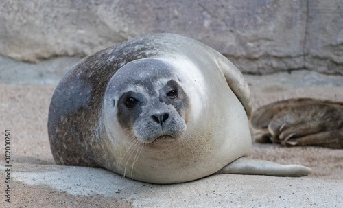 Cute seal pup