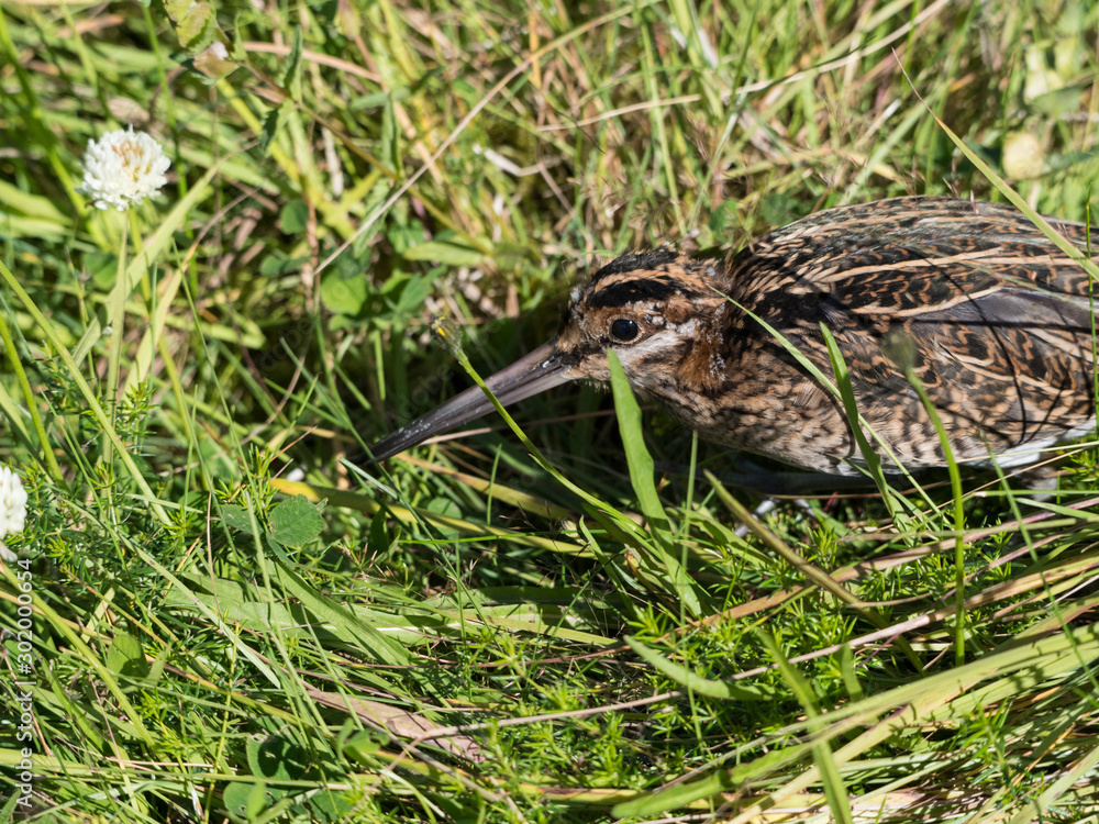 Bécassine des marais au sol dans les herbes hautes. Gallinago gallinago. Bécassine des marais au sol dans les herbes hautes. Gallinago gallinago.
