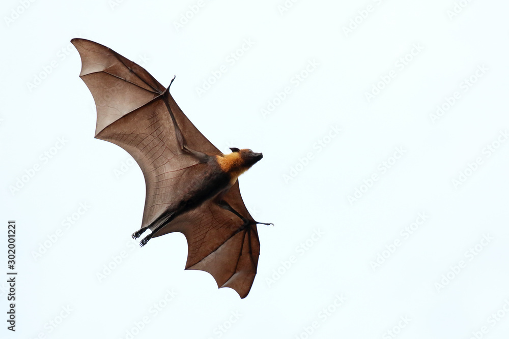 Naklejka premium Bat flying in the sky.