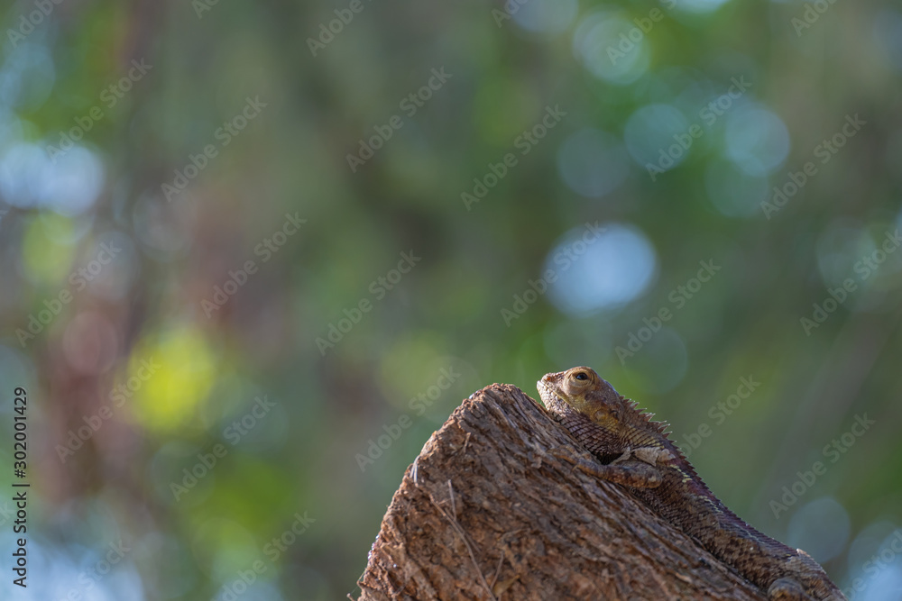 close up photo of a part of the changeable lizard on the tree top, The oriental garden lizard, herpetology, copy space close up photo of a part of the changeable lizard on the tree top, The oriental garden lizard, herpetology, copy space